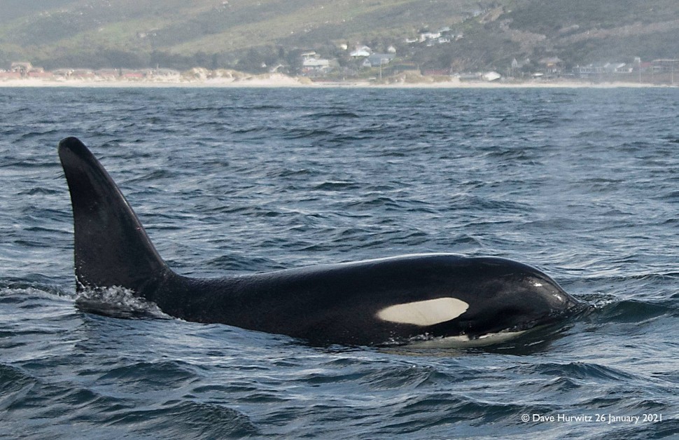 killer whales in simonstown by dave Hurwitz in False Bay