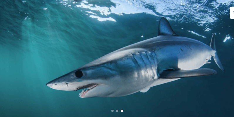 Shark Cage Dive & Tour From Simons Town Things to do